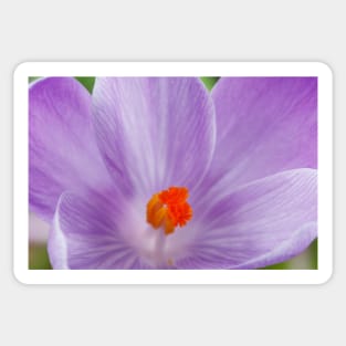 Crocus  'Queen of the Blues'  Dutch crocus. Sticker